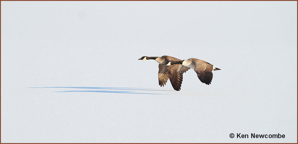 Canada Geese